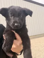 Red , a male German Shepherd Dog for sale in Rockford, OH – Photo 2 of 9