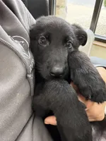 Red , a male German Shepherd Dog for sale in Rockford, OH – Photo 9 of 9