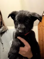 Red , a male German Shepherd Dog for sale in Rockford, OH – Photo 6 of 9