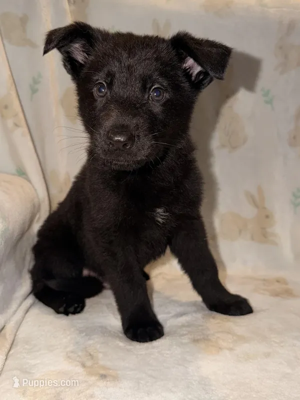 Red  – German Shepherd Dog puppy for sale in Rockford, OH
