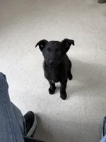 Red , a male German Shepherd Dog for sale in Rockford, OH – Photo 8 of 9