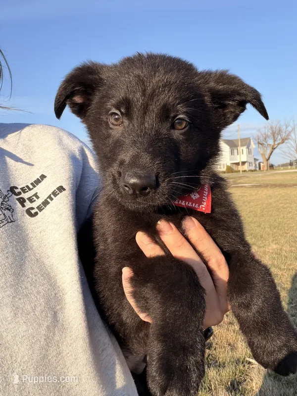 Red  – German Shepherd Dog puppy for sale in Rockford, OH