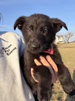 Red , a male German Shepherd Dog for sale in Rockford, OH – Photo 3 of 9