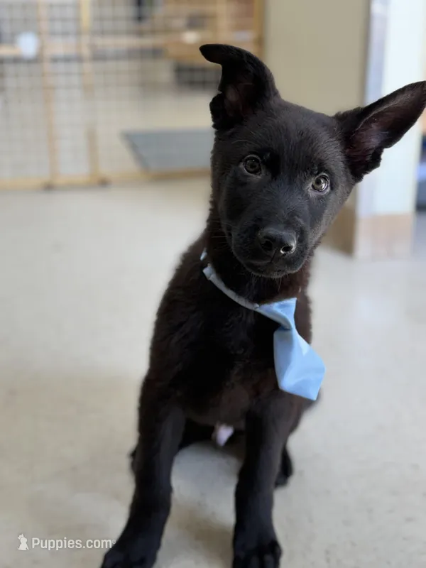 Zuma  – German Shepherd Dog puppy for sale in Rockford, OH