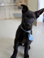 Zuma , a male German Shepherd Dog for sale in Rockford, OH – Photo 1 of 5