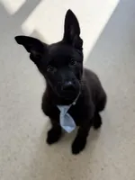 Zuma , a male German Shepherd Dog for sale in Rockford, OH – Photo 2 of 5