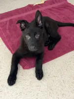 Zuma , a male German Shepherd Dog for sale in Rockford, OH – Photo 3 of 5