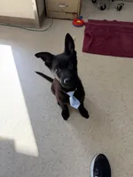 Zuma , a male German Shepherd Dog for sale in Rockford, OH – Photo 5 of 5