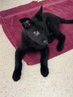 Zuma , a male German Shepherd Dog for sale in Rockford, OH – Photo 4 of 5