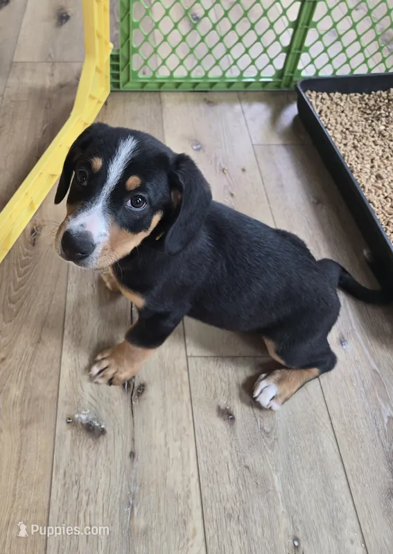 Monica  – Entlebucher Mountain Dog puppy for sale in Cordell, OK