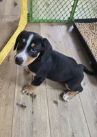 Monica , a female Entlebucher Mountain Dog for sale in Cordell, OK – 2 of 5