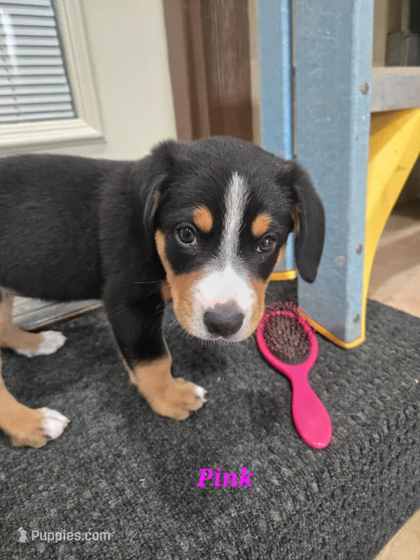 Phoebe – Entlebucher Mountain Dog puppy for sale in Cordell, OK