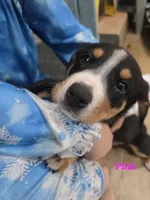 Phoebe, a female Entlebucher Mountain Dog for sale in Cordell, OK – 2 of 2