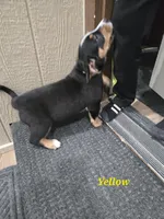 Monica , a female Entlebucher Mountain Dog for sale in Cordell, OK – 2 of 2