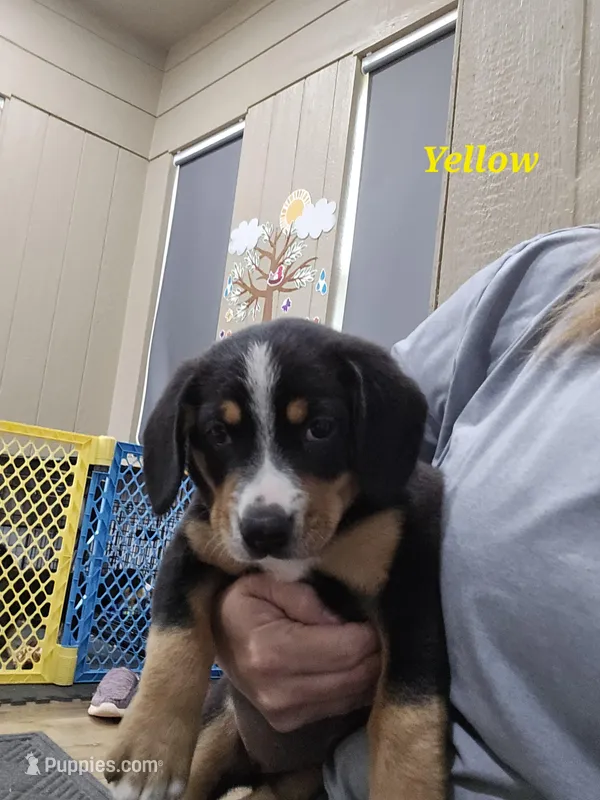 Monica  – Entlebucher Mountain Dog puppy for sale in Cordell, OK
