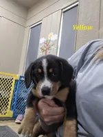 Monica , a female Entlebucher Mountain Dog for sale in Cordell, OK – 1 of 2