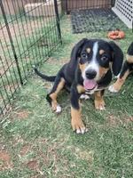 Monica , a female Entlebucher Mountain Dog for sale in Cordell, OK – 1 of 5