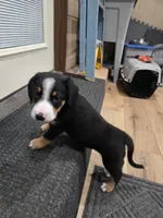 Chandler, a male Entlebucher Mountain Dog for sale in Cordell, OK – 2 of 2