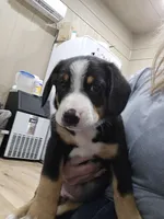 Chandler, a male Entlebucher Mountain Dog for sale in Cordell, OK – 1 of 2