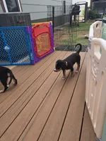 Monica , a female Entlebucher Mountain Dog for sale in Cordell, OK – 3 of 5