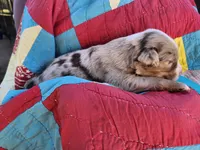 Maverick, a male Miniature Australian Shepherd for sale in Bowersville, GA – 3 of 6