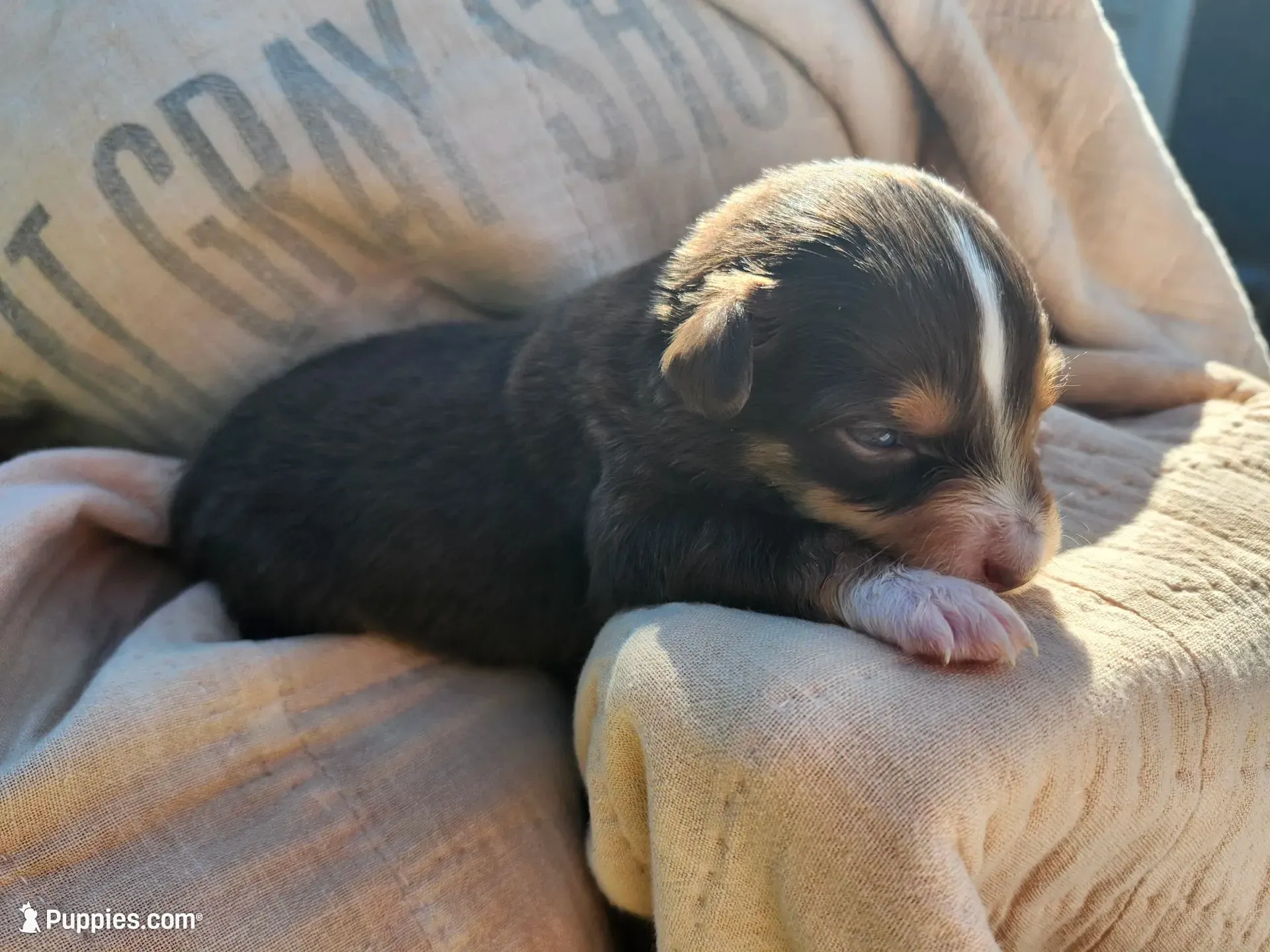 Fella, a male Miniature Australian Shepherd for sale in Bowersville, GA – 1 of 7