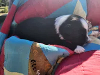 Millie, a female Miniature Australian Shepherd for sale in Bowersville, GA – 2 of 5