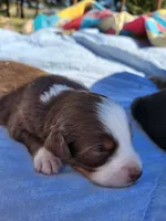 Felix, a male Miniature Australian Shepherd for sale in Bowersville, GA – 2 of 8