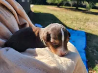 Fella, a male Miniature Australian Shepherd for sale in Bowersville, GA – 2 of 7