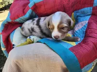 Maverick, a male Miniature Australian Shepherd for sale in Bowersville, GA – 4 of 6