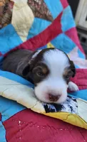 Felix, a male Miniature Australian Shepherd for sale in Bowersville, GA – 3 of 8