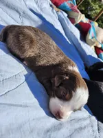 Felix, a male Miniature Australian Shepherd for sale in Bowersville, GA – 5 of 8
