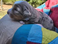 Max, a male Miniature Australian Shepherd for sale in Bowersville, GA – 4 of 7