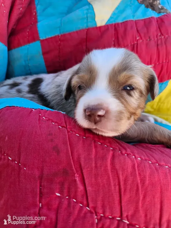 Maverick – Miniature Australian Shepherd puppy for sale in Bowersville, GA