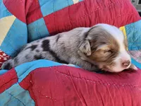 Maverick, a male Miniature Australian Shepherd for sale in Bowersville, GA – 2 of 6