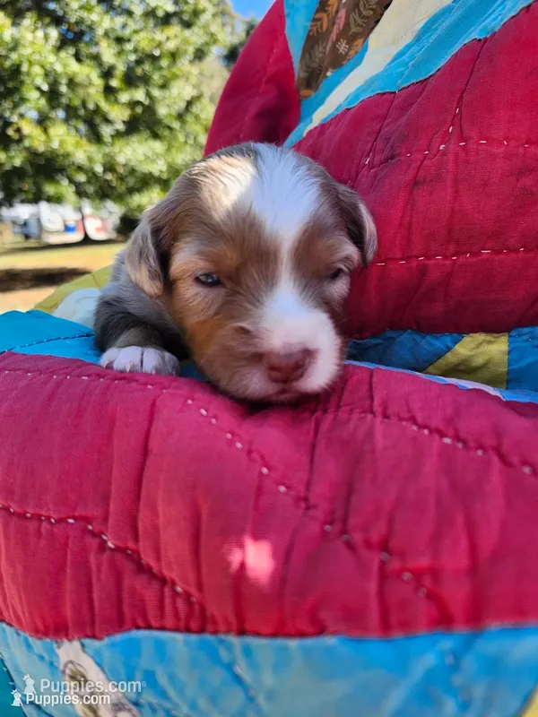 Max – Miniature Australian Shepherd puppy for sale in Bowersville, GA