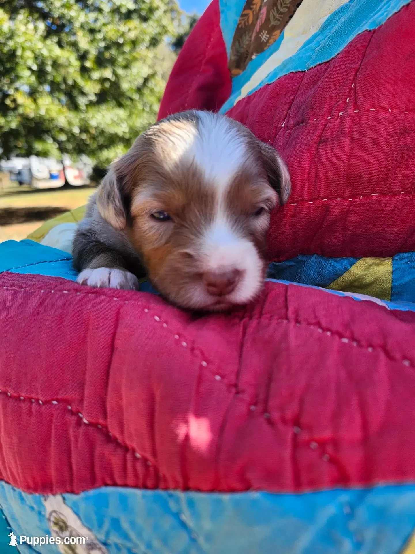 Max, a male Miniature Australian Shepherd for sale in Bowersville, GA – 1 of 7