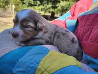 Max, a male Miniature Australian Shepherd for sale in Bowersville, GA – 5 of 7
