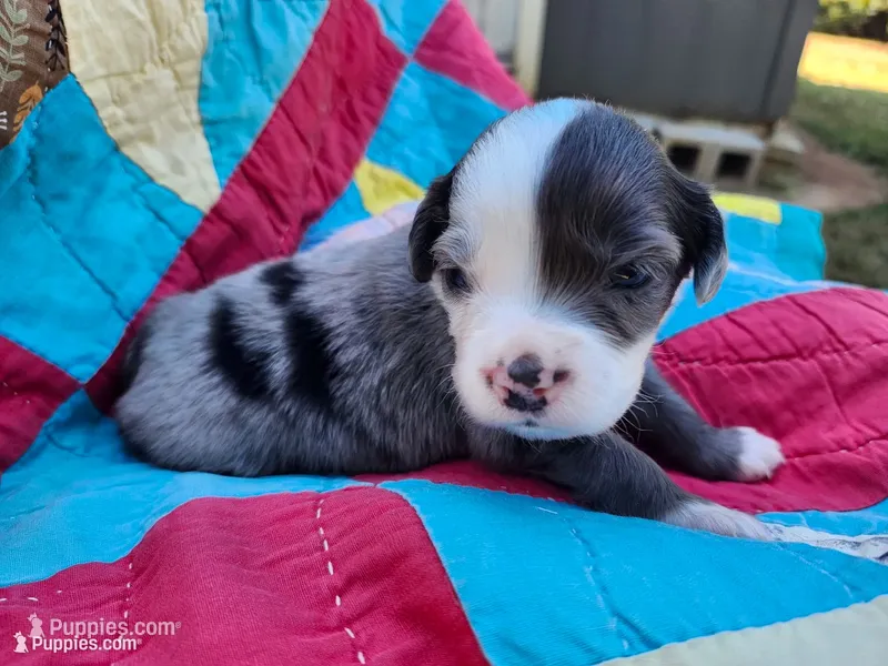 Cooper – Miniature Australian Shepherd puppy for sale in Bowersville, GA