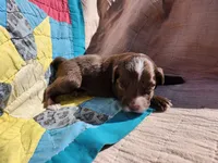 Belle, a female Miniature Australian Shepherd for sale in Bowersville, GA – 2 of 4
