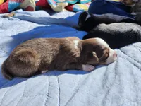 Felix, a male Miniature Australian Shepherd for sale in Bowersville, GA – 6 of 8