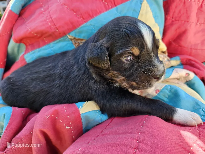 Jack – Miniature Australian Shepherd puppy for sale in Bowersville, GA