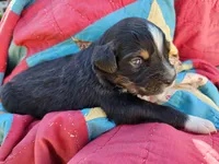 Jack, a male Miniature Australian Shepherd for sale in Bowersville, GA – 1 of 5