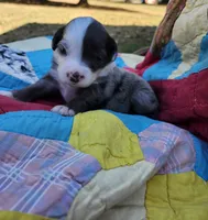 Cooper, a male Miniature Australian Shepherd for sale in Bowersville, GA – 3 of 8