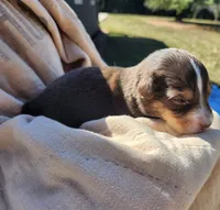 Fella, a male Miniature Australian Shepherd for sale in Bowersville, GA – 3 of 7