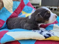 Felix, a male Miniature Australian Shepherd for sale in Bowersville, GA – 4 of 8