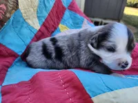Cooper, a male Miniature Australian Shepherd for sale in Bowersville, GA – 4 of 8