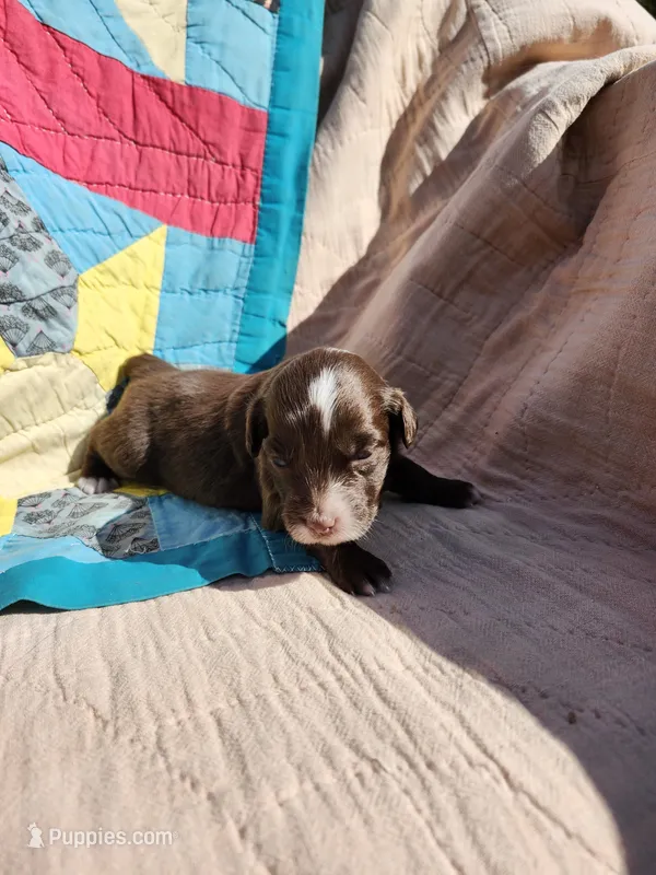 Belle – Miniature Australian Shepherd puppy for sale in Bowersville, GA