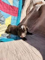 Belle, a female Miniature Australian Shepherd for sale in Bowersville, GA – 1 of 4