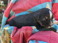 Jack, a male Miniature Australian Shepherd for sale in Bowersville, GA – 3 of 5
